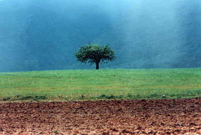 A Photograph by Abbas Kiarostami 